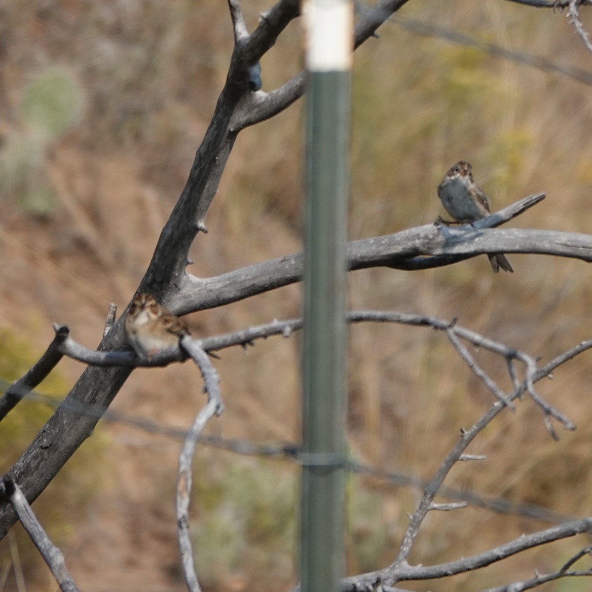 Clay-colored Sparrow - ML641441158