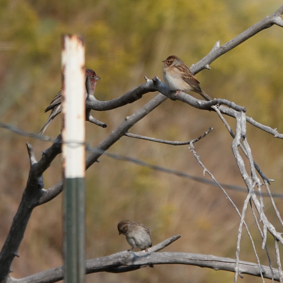 Clay-colored Sparrow - ML641441163