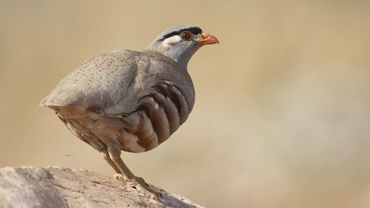 See-see Partridge - ML641441172