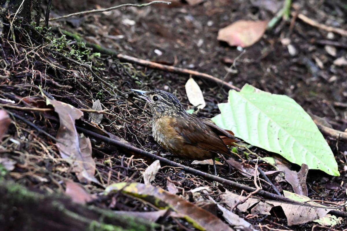 Black-billed Treehunter - ML641441187