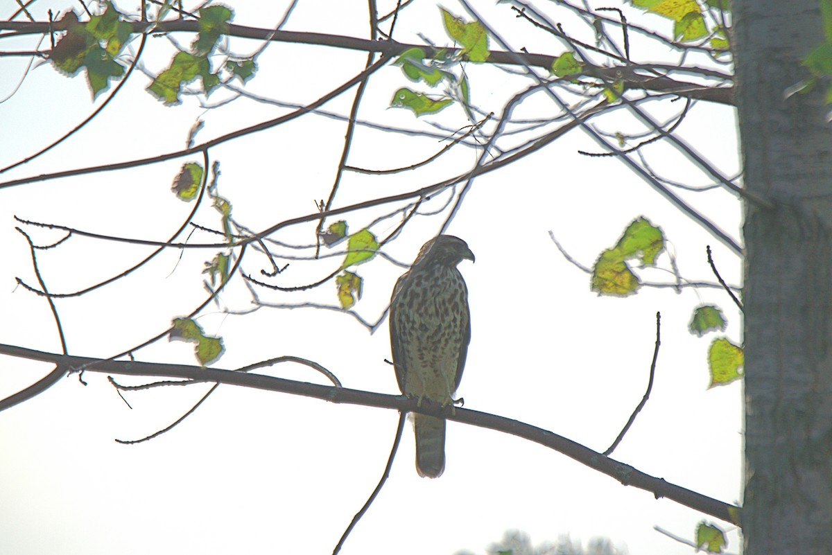 Cooper's Hawk - ML641441243