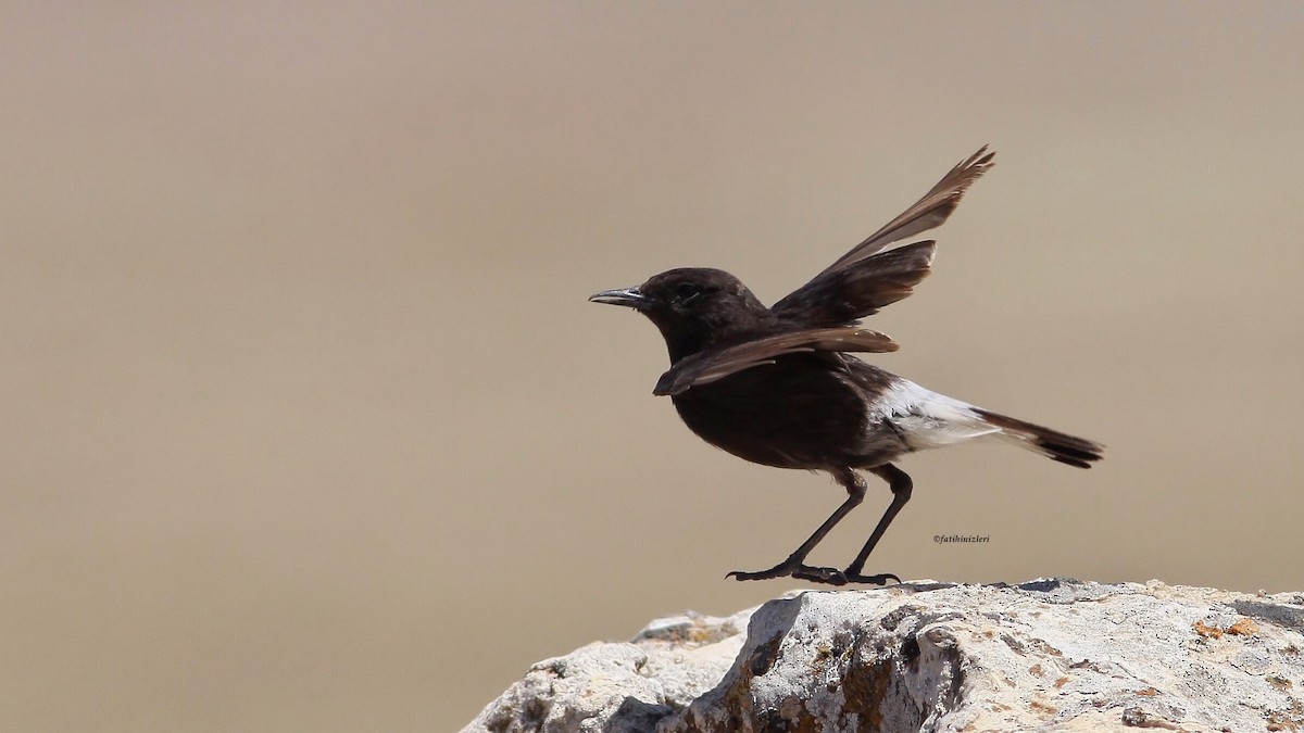 Mourning Wheatear - ML641441262