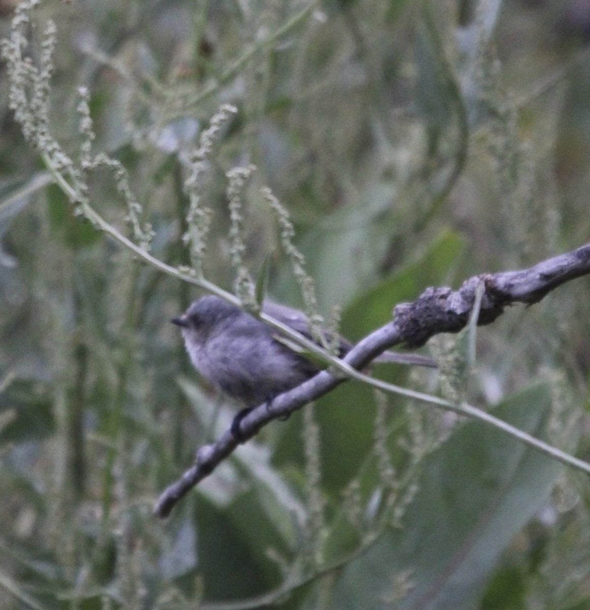 Bushtit - ML641441266
