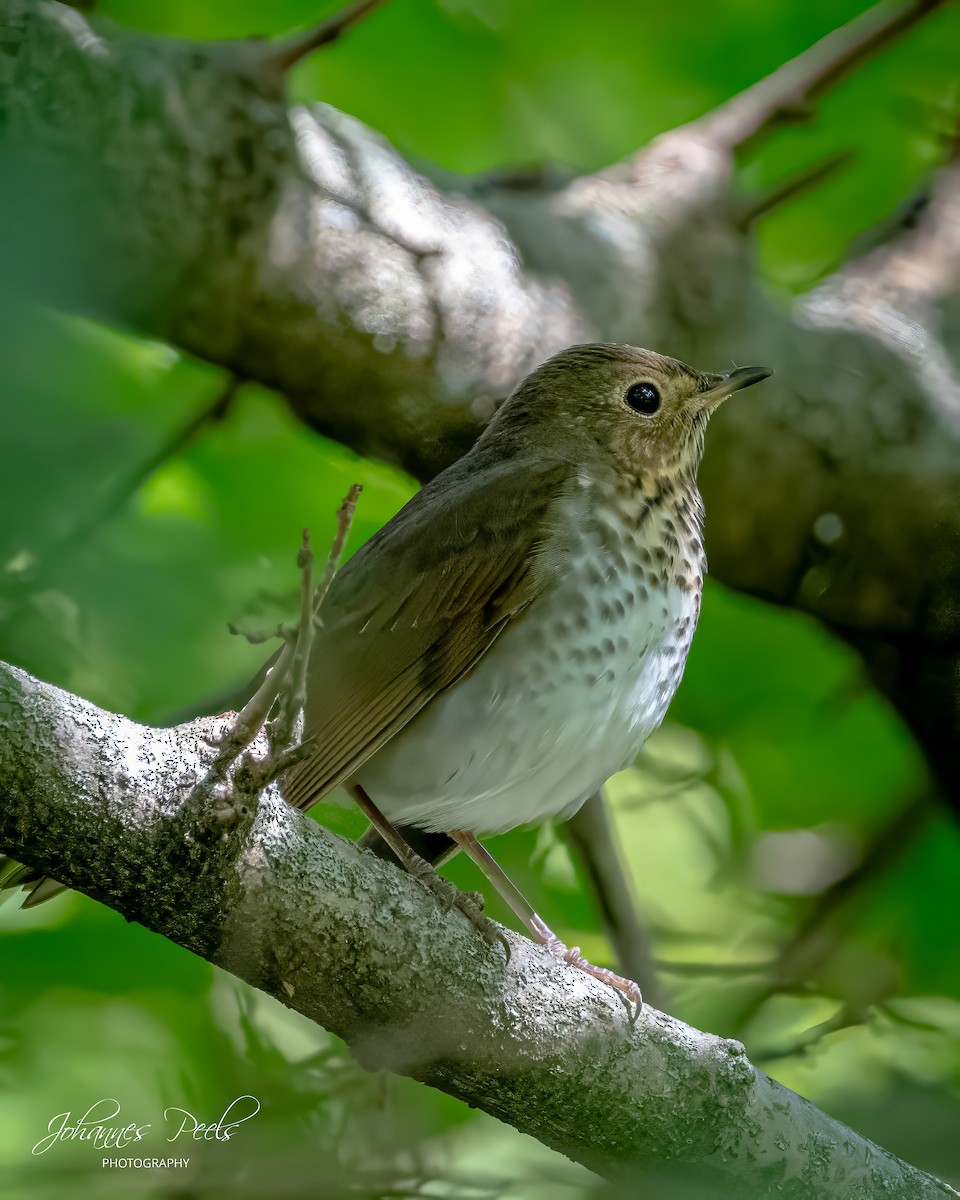 Swainson's Thrush - ML641441268