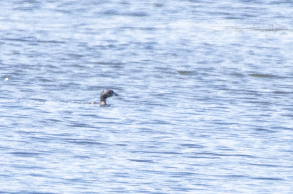 Pied-billed Grebe - ML641441270