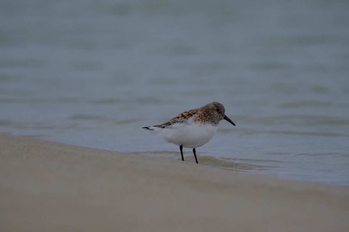 Sanderling - ML641441290