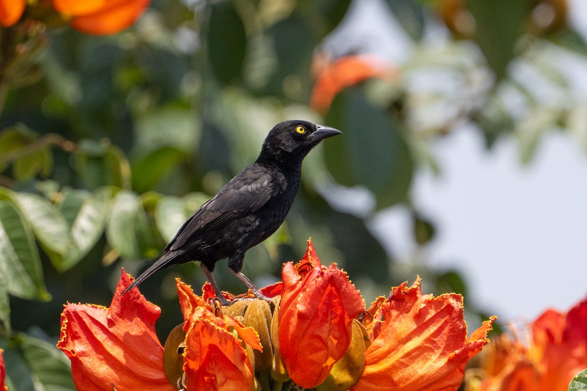 Vieillot's Black Weaver - ML641441295