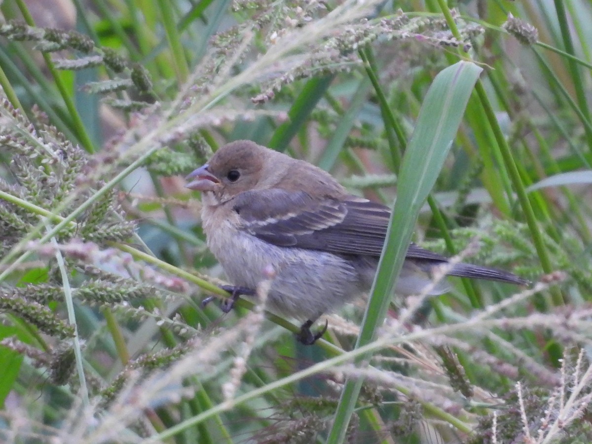 lazulispurv/indigospurv - ML641441306