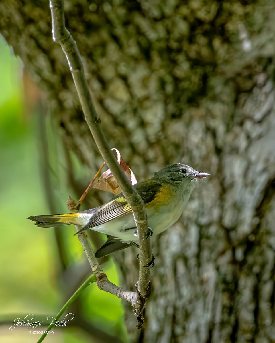American Redstart - ML641441310