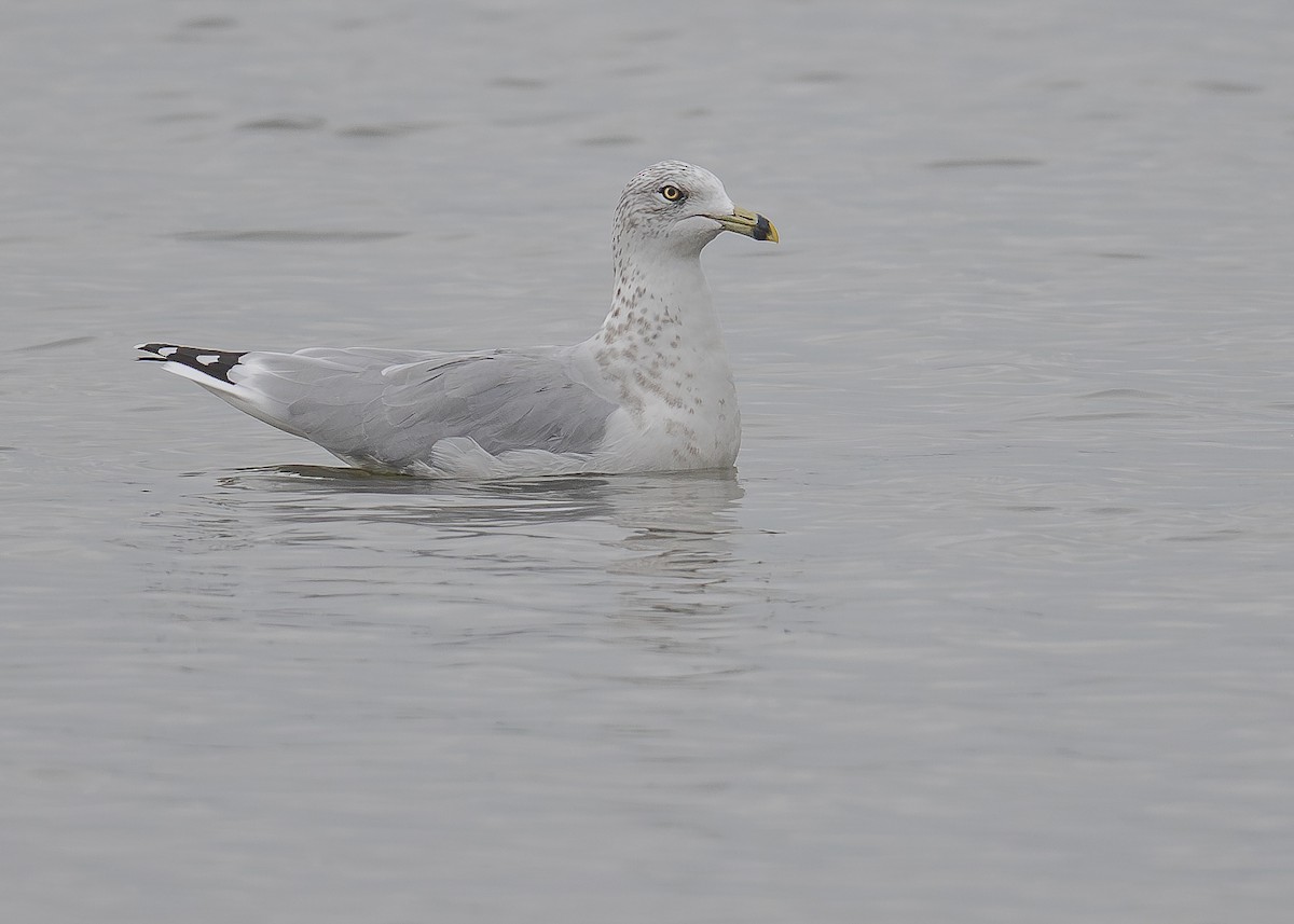 Ring-billed Gull - ML641441324