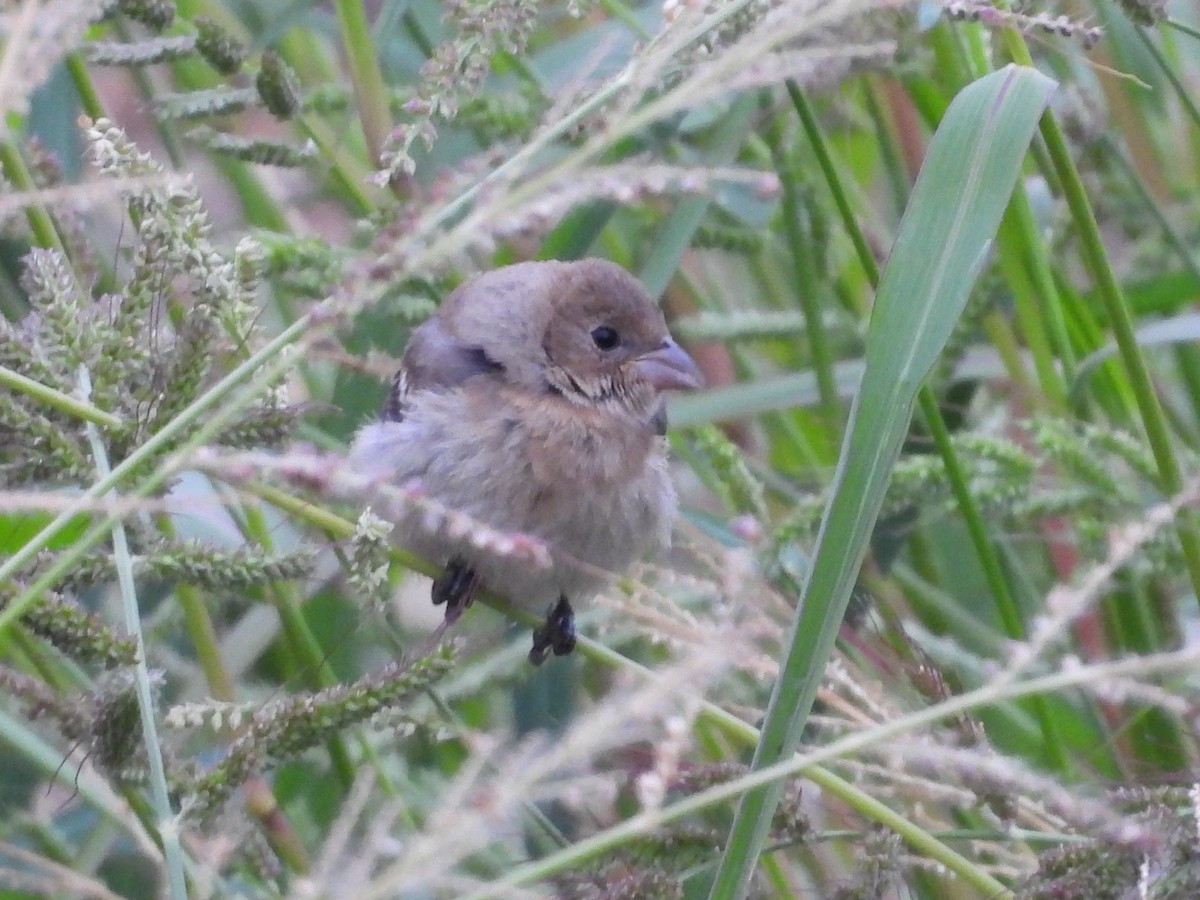 lazulispurv/indigospurv - ML641441326