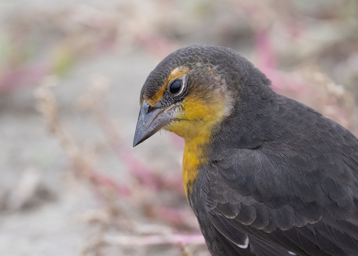 Yellow-headed Blackbird - ML641441329