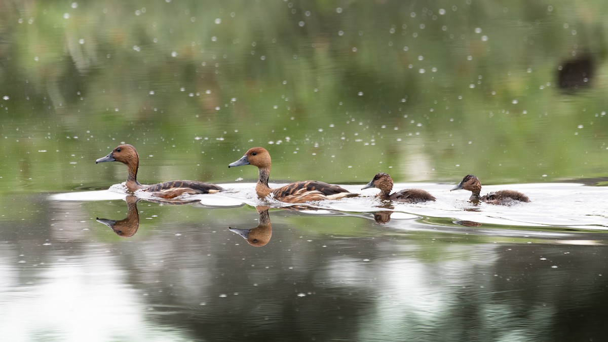 Fulvous Whistling-Duck - ML641441333