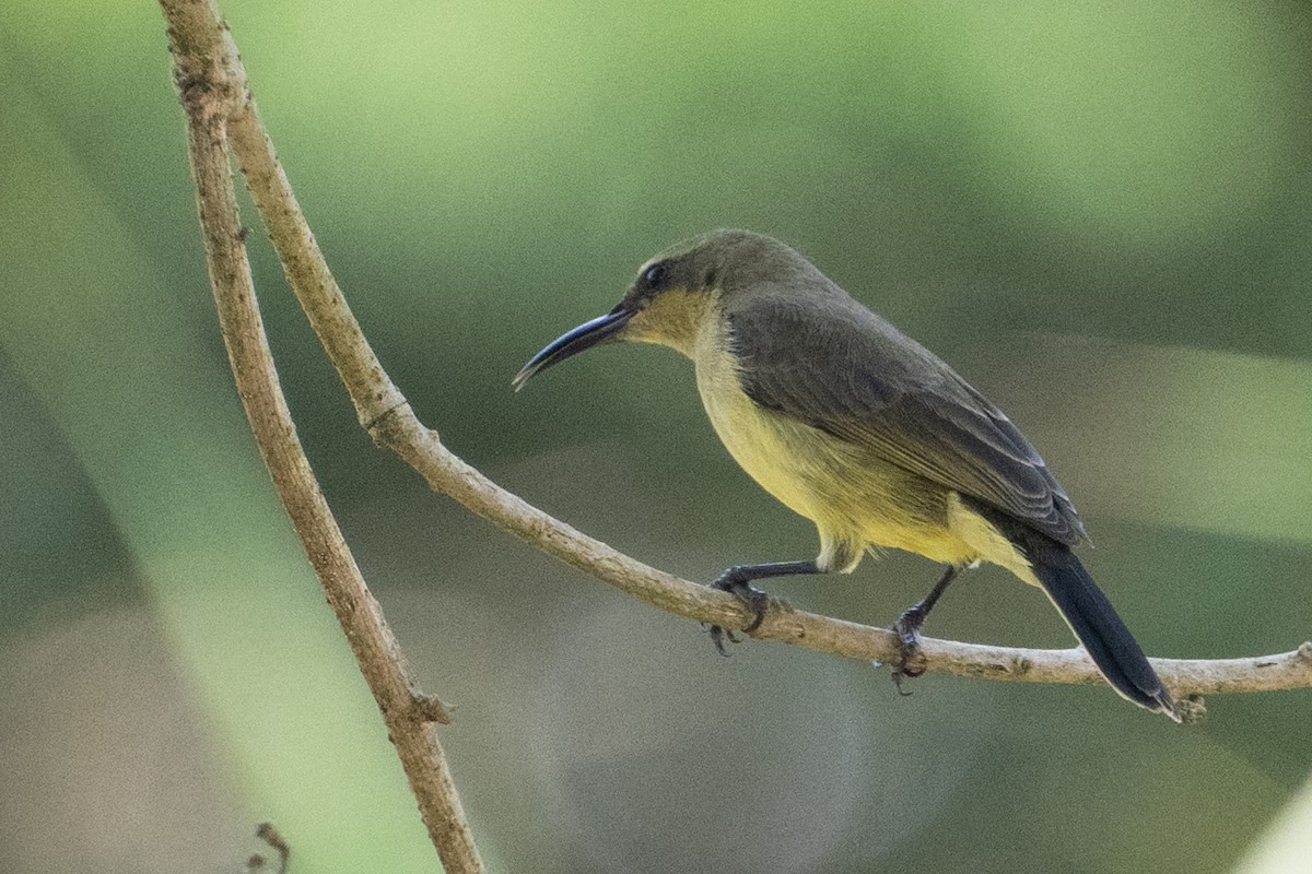 Olive Sunbird - ML641441340