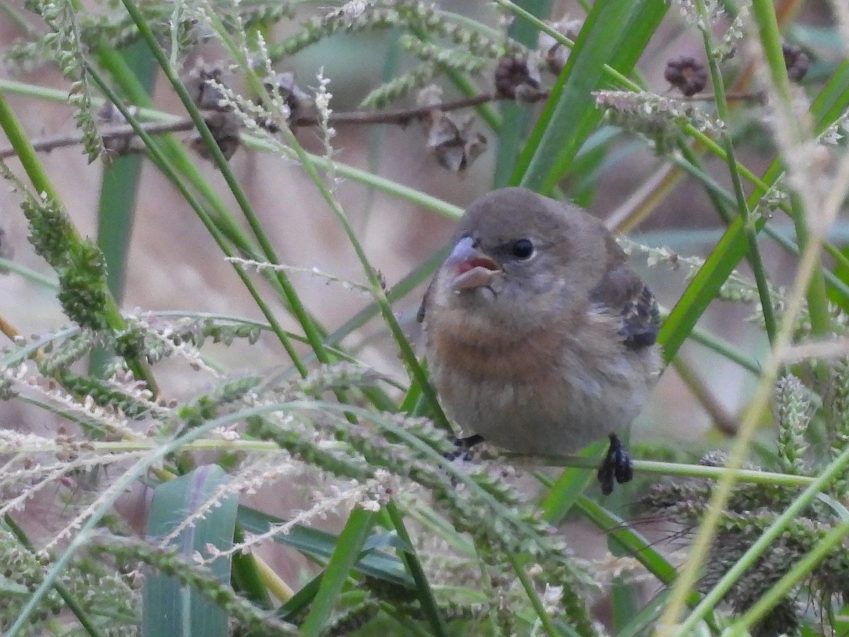 lazulispurv/indigospurv - ML641441347