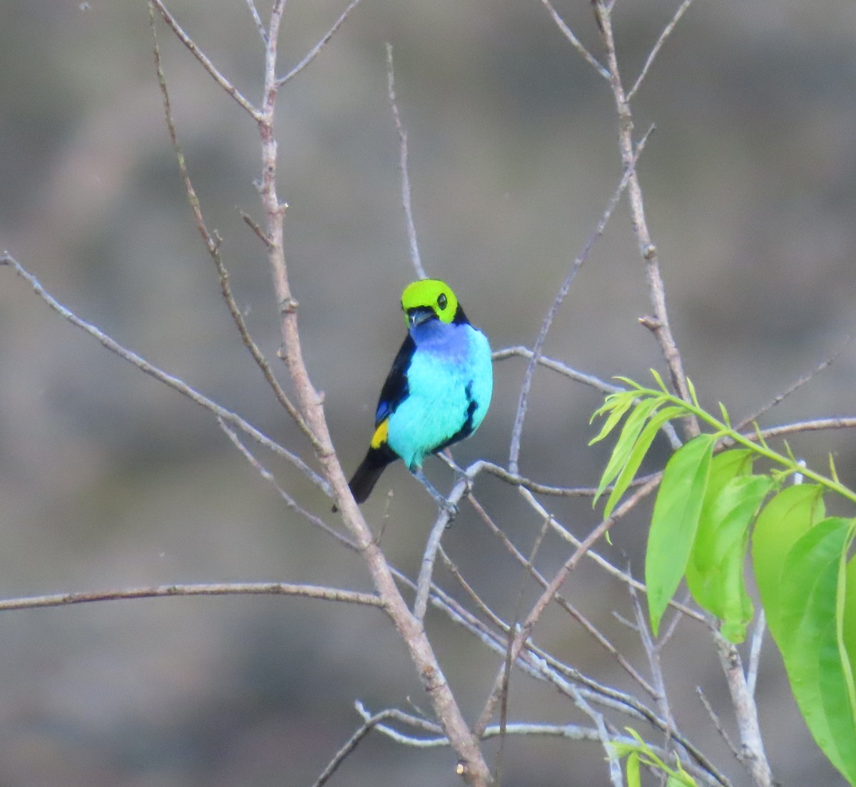 Paradise Tanager - ML641441377