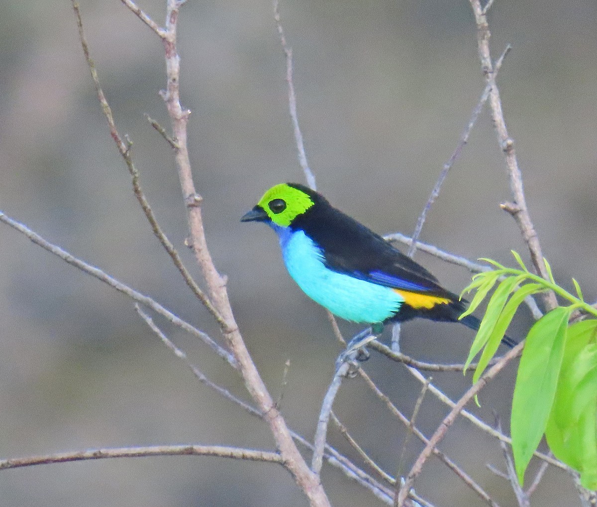 Paradise Tanager - ML641441378