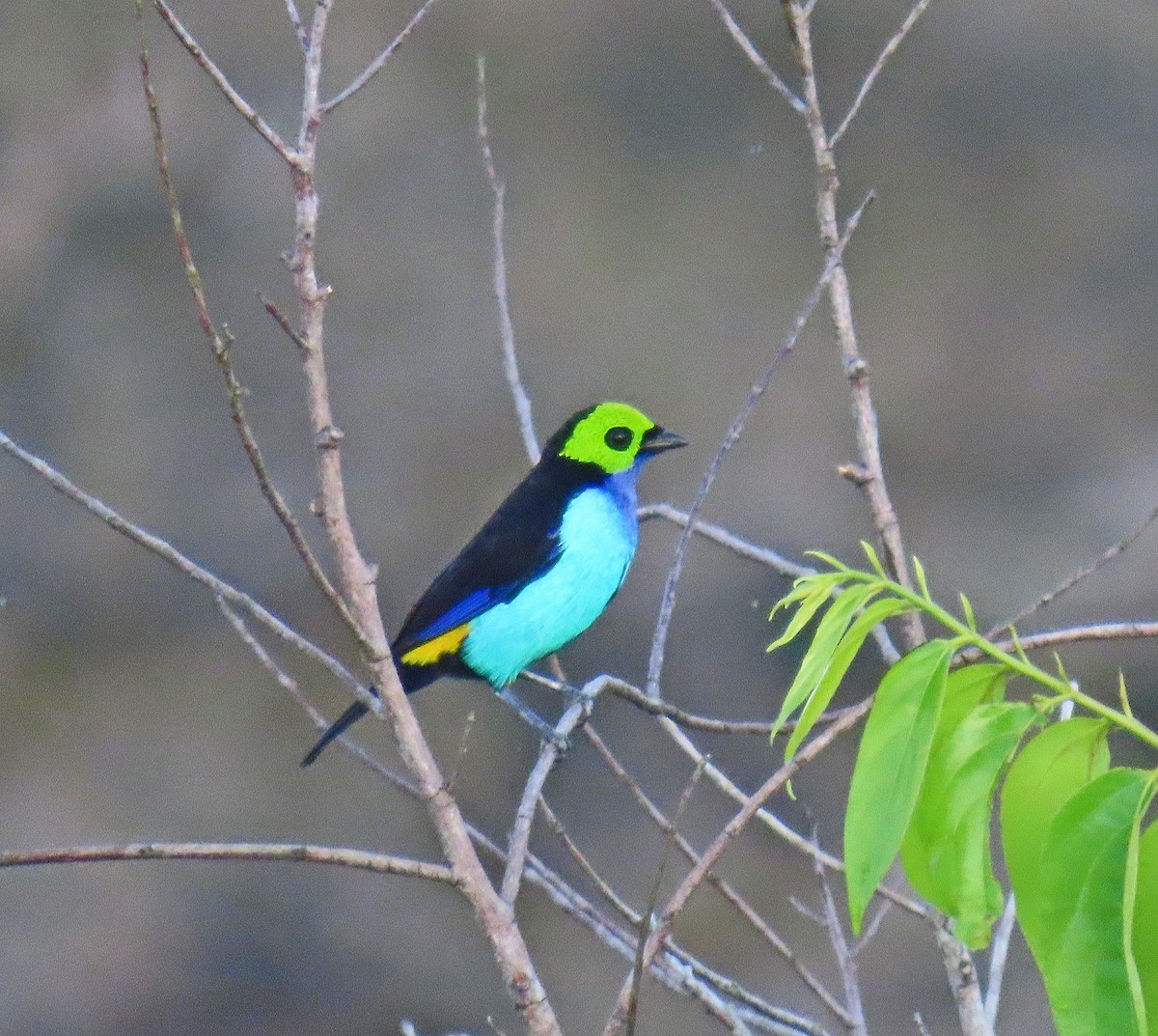Paradise Tanager - ML641441379