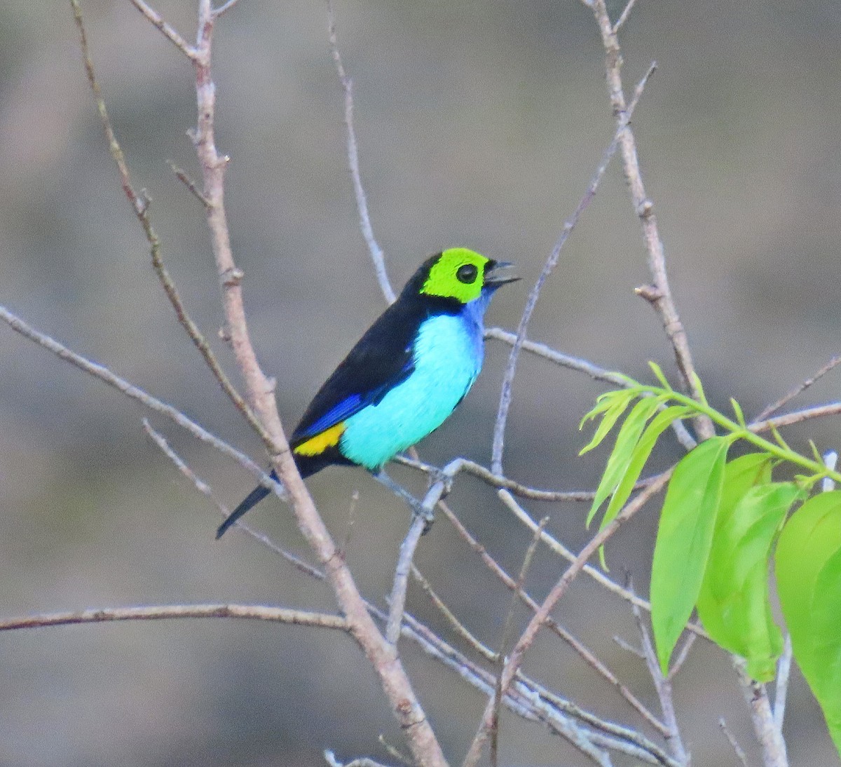Paradise Tanager - ML641441380