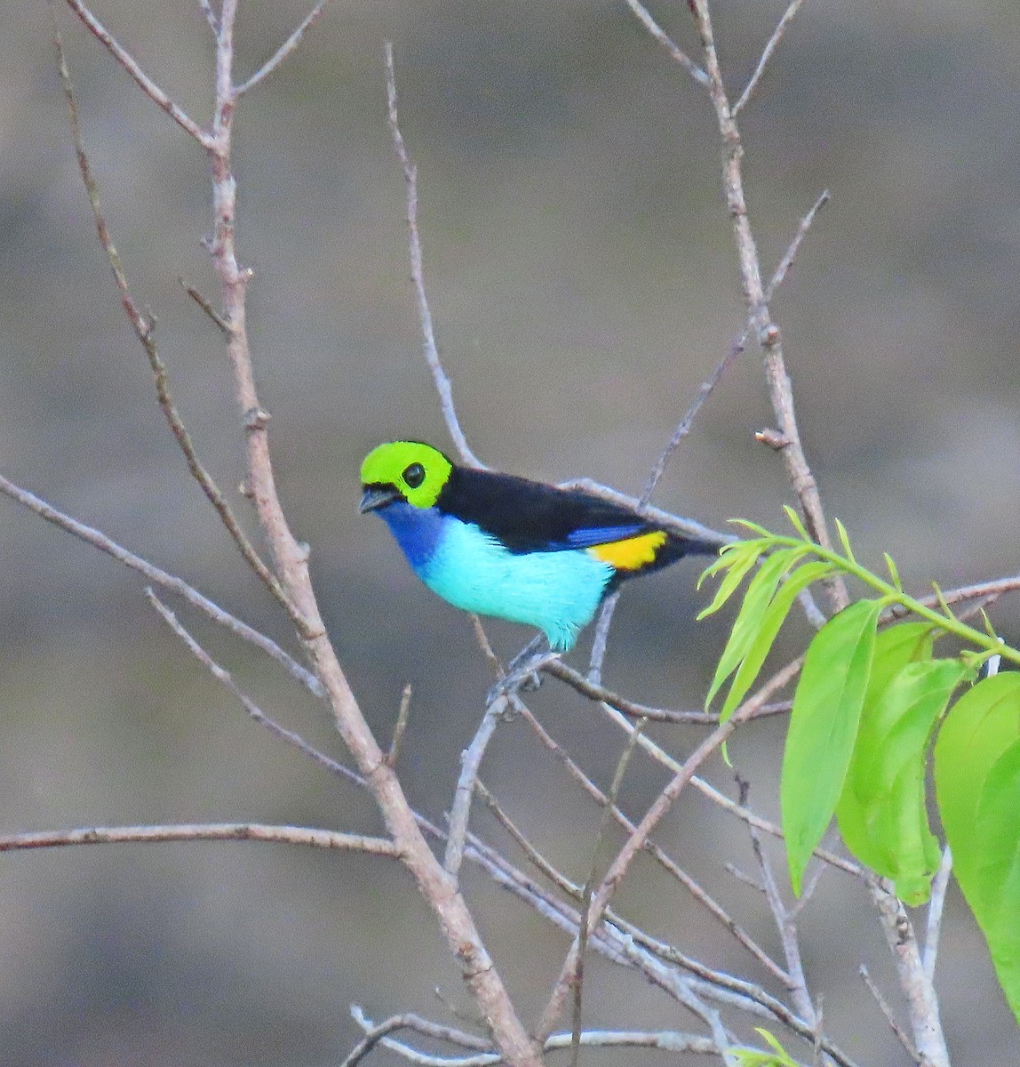 Paradise Tanager - ML641441381
