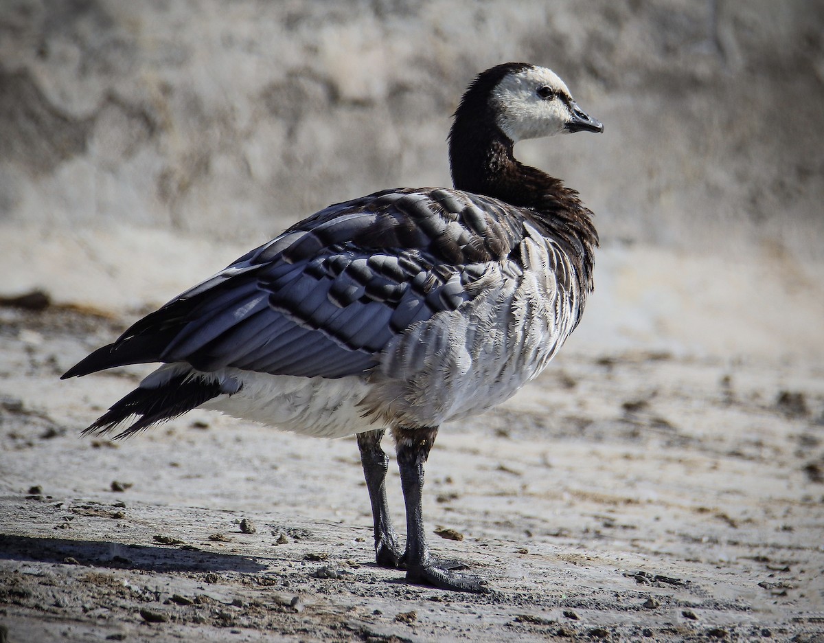 Barnacle Goose - ML641441387