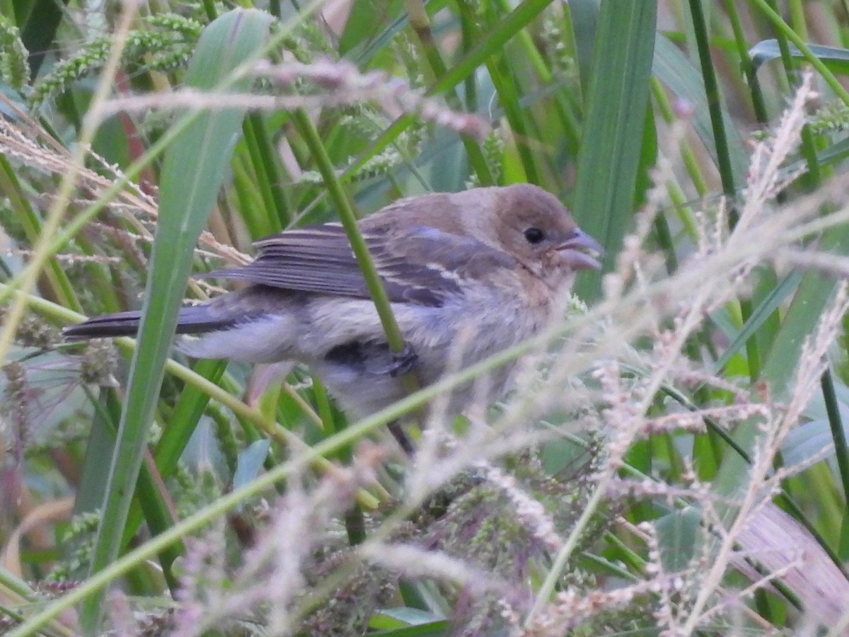 lazulispurv/indigospurv - ML641441392