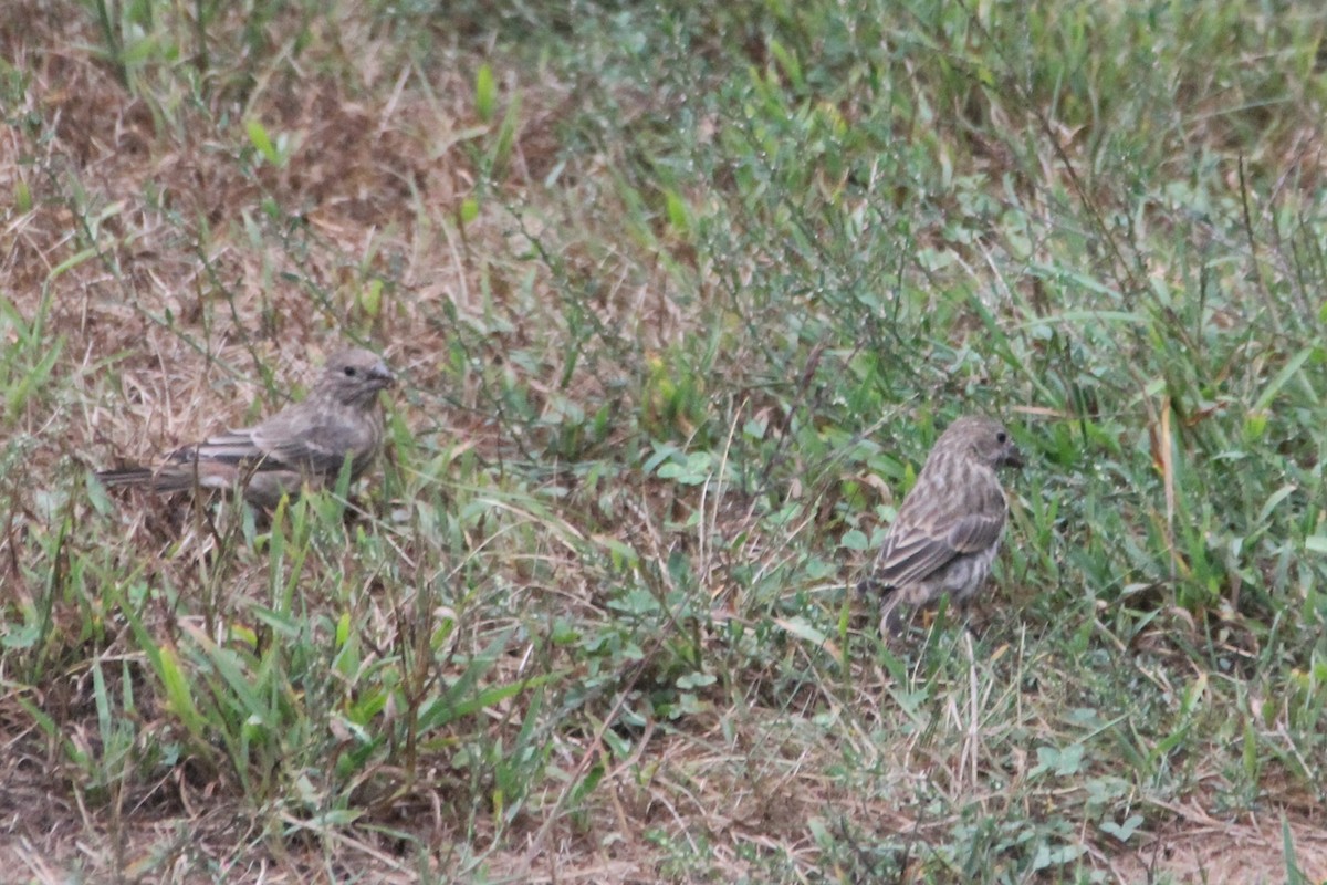 House Finch - ML641441455