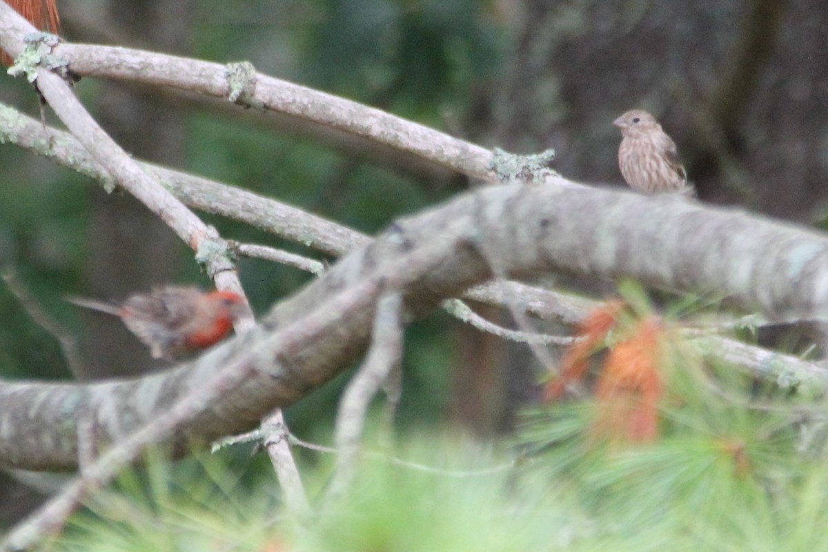 House Finch - ML641441462