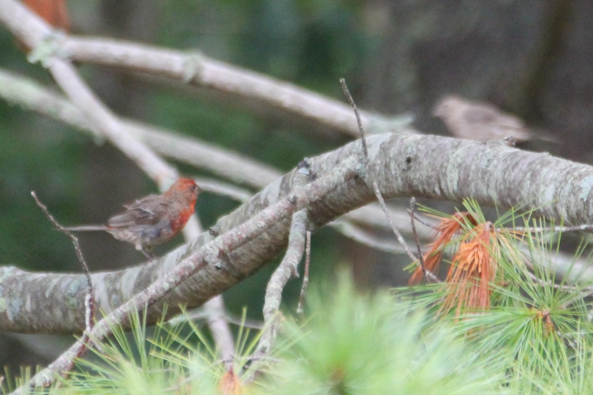 House Finch - ML641441466