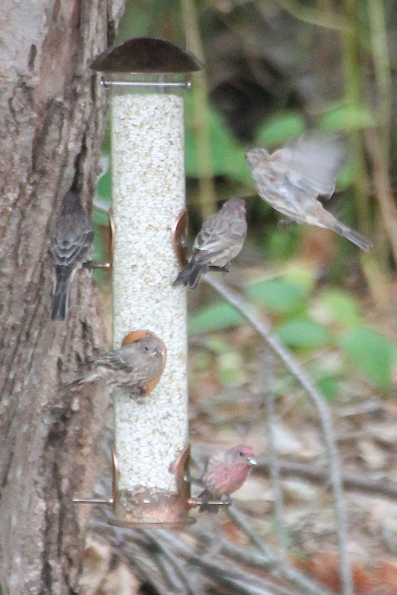 House Finch - ML641441469