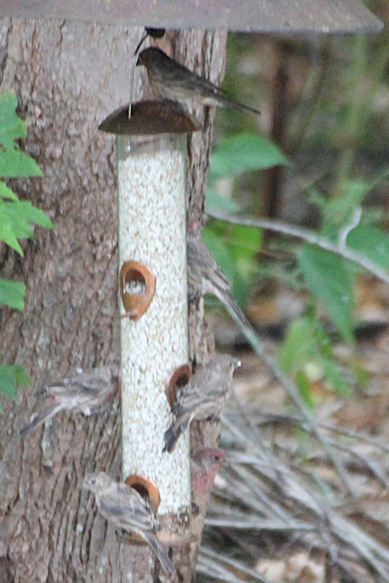 House Finch - ML641441472