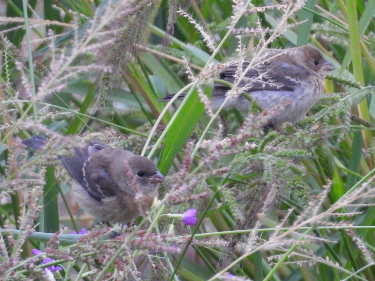 lazulispurv/indigospurv - ML641441498