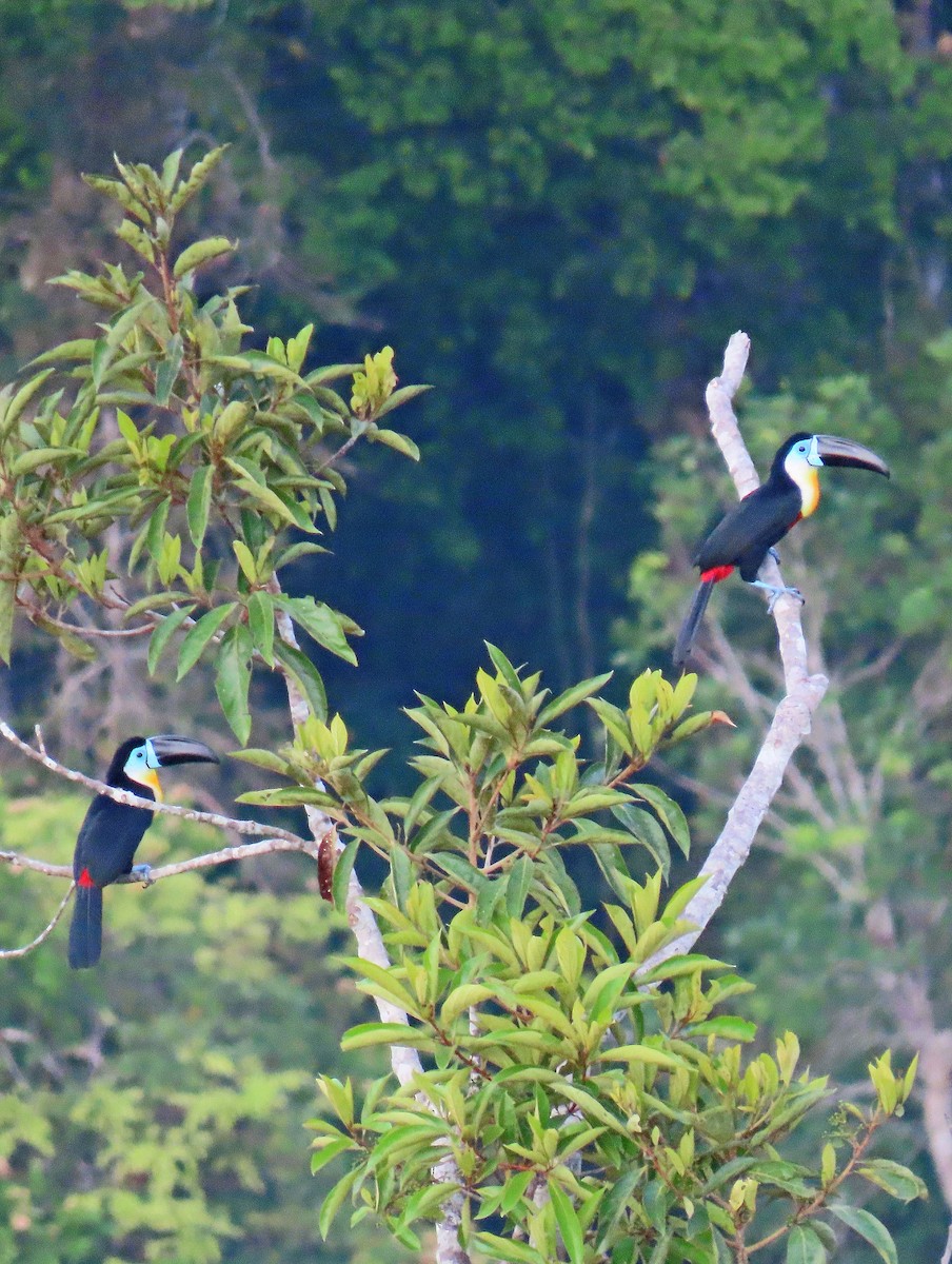 Channel-billed Toucan - ML641441511