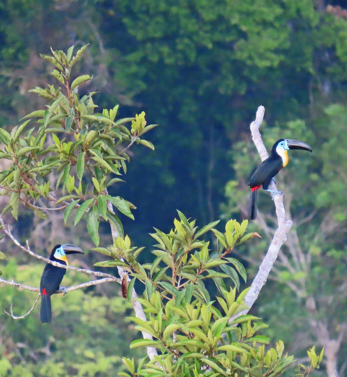 Channel-billed Toucan - ML641441512