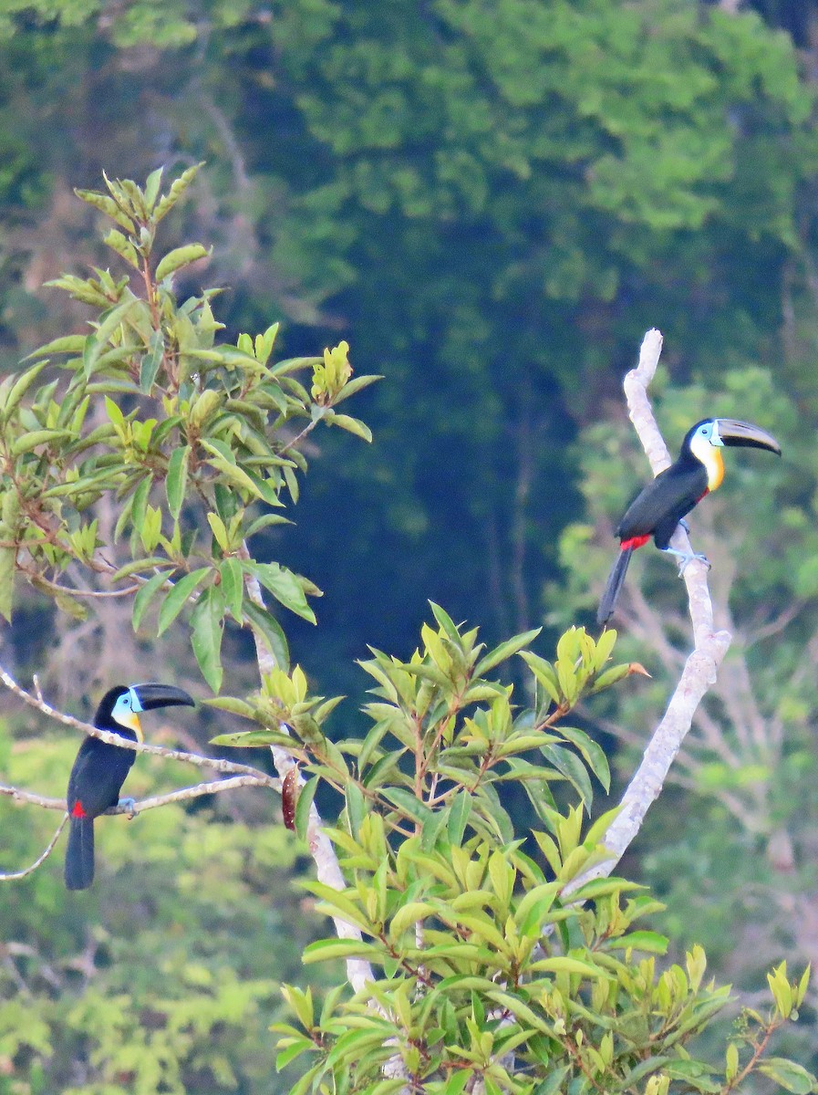 Channel-billed Toucan - ML641441513