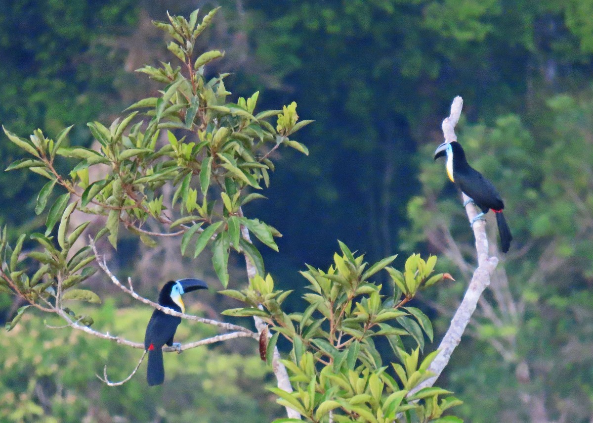 Channel-billed Toucan - ML641441514