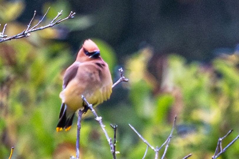 Cedar Waxwing - ML641441580