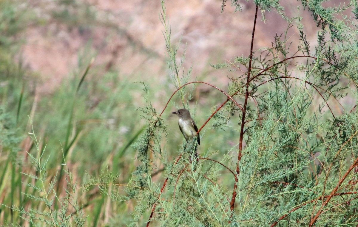 Empidonax sp. - ML641441586