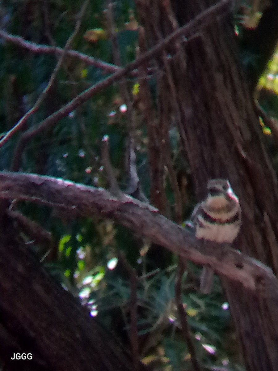 Two-banded Puffbird - ML641441587
