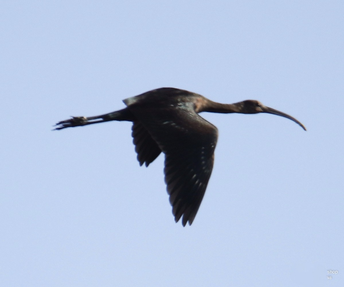 Glossy Ibis - ML641441590
