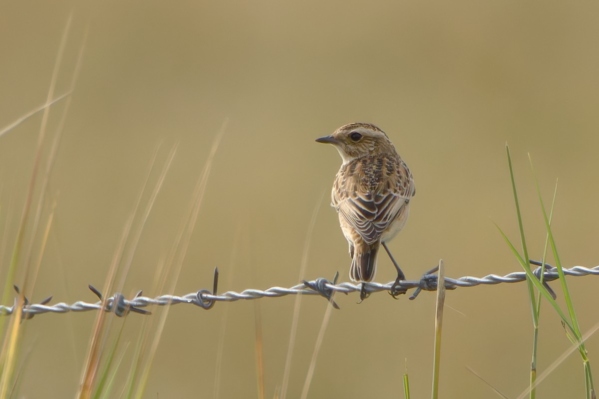 Whinchat - ML641441595