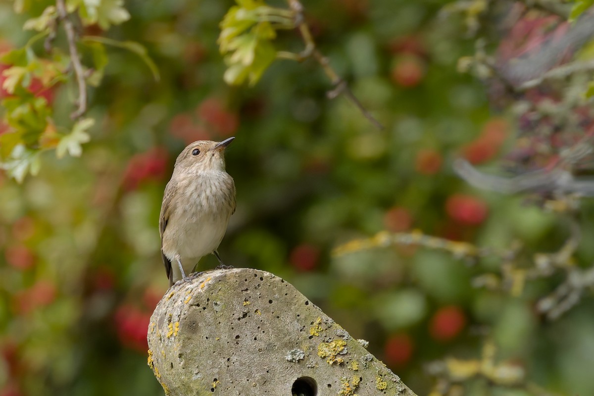 Spotted Flycatcher - ML641441608