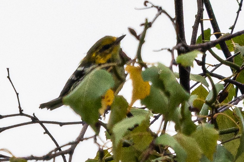 Black-throated Green Warbler - ML641441620