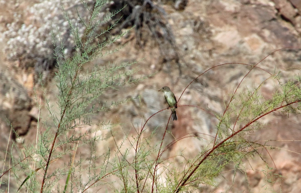 Empidonax sp. - ML641441630
