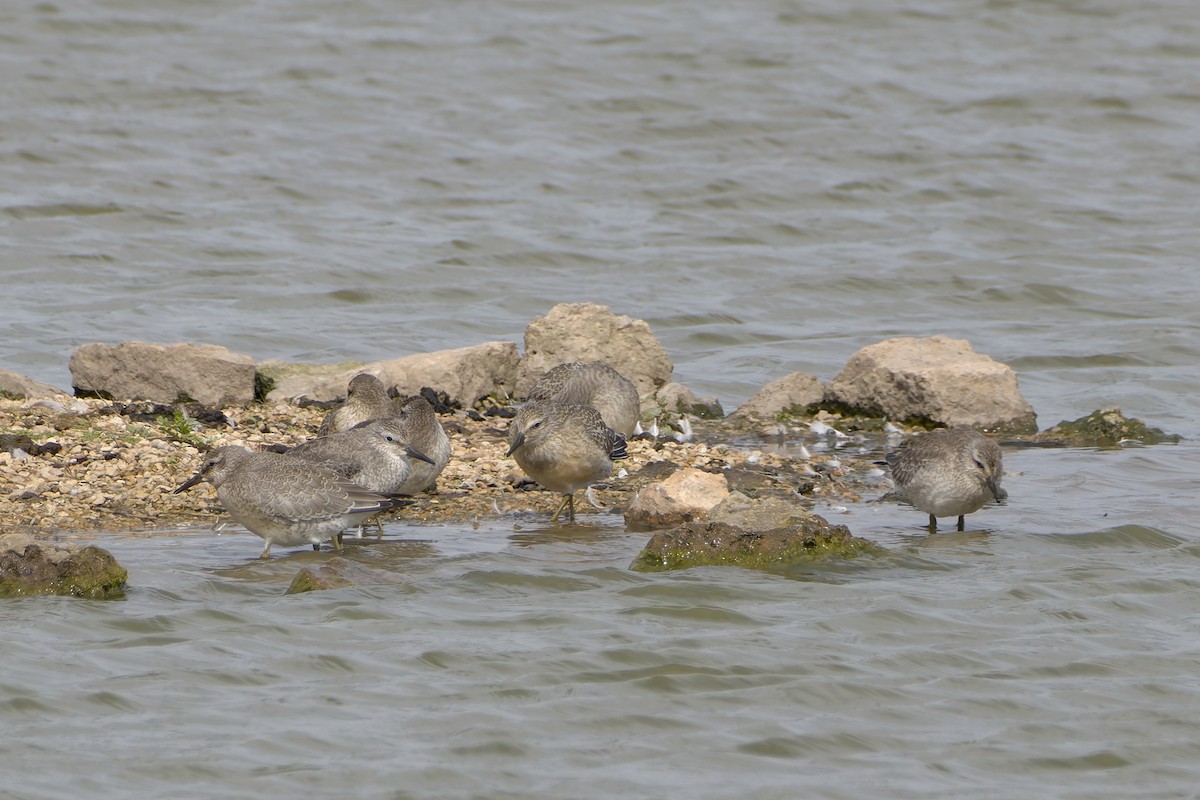 Red Knot - ML641441634