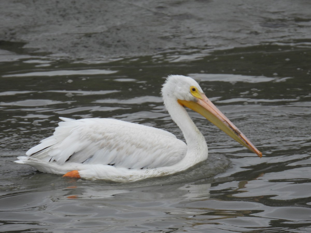 American White Pelican - ML641441651