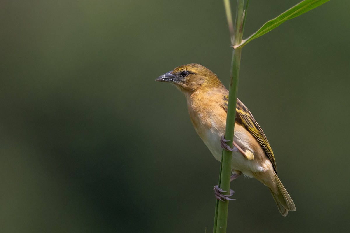 Black-headed Weaver - ML641441654