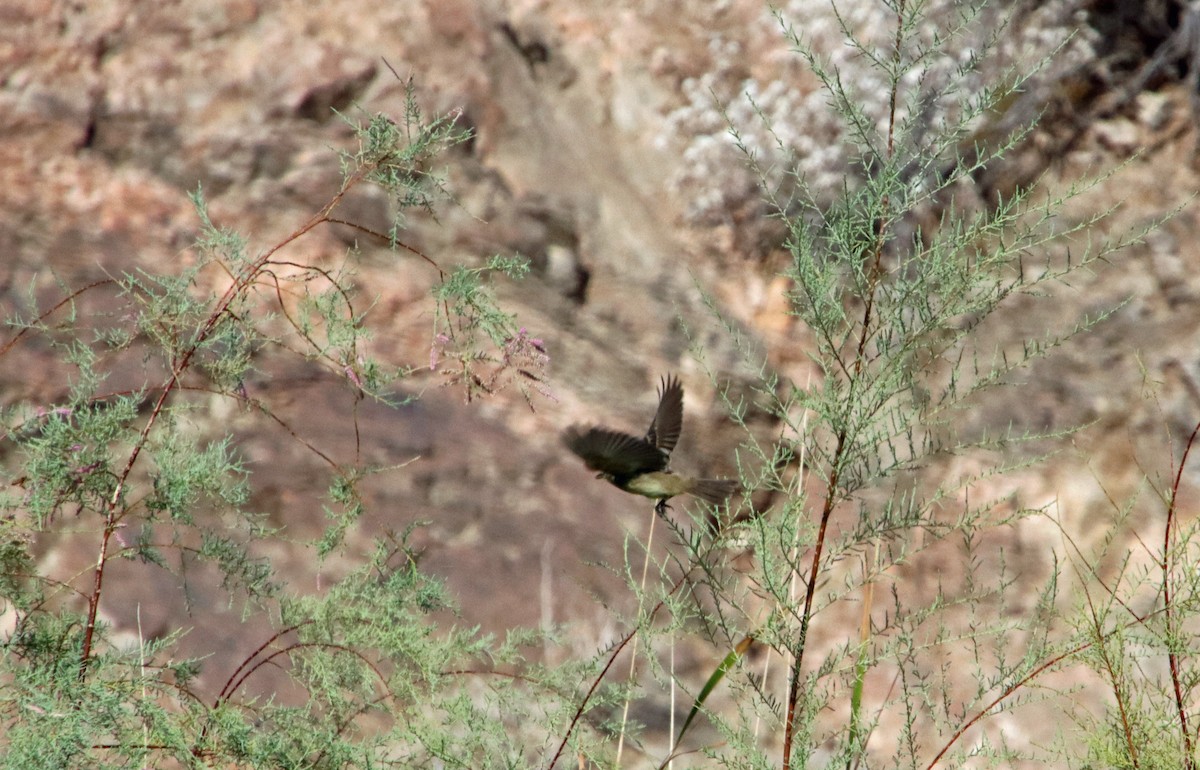 Empidonax sp. - ML641441701