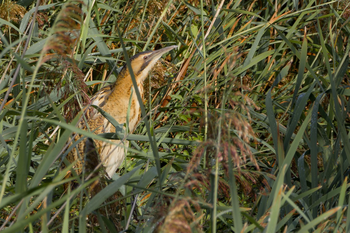 Eurasian Bittern - ML641441707