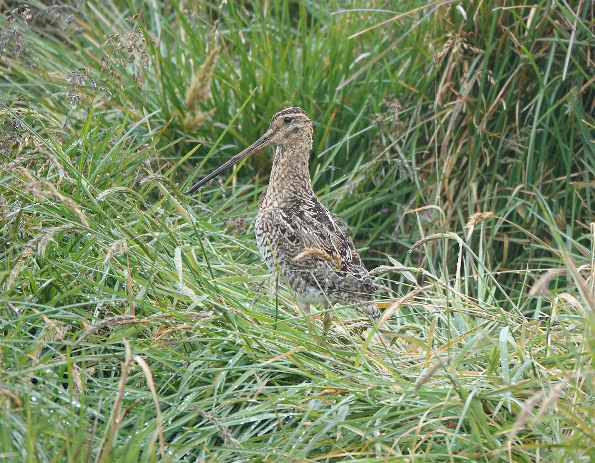Noble Snipe - ML641441713